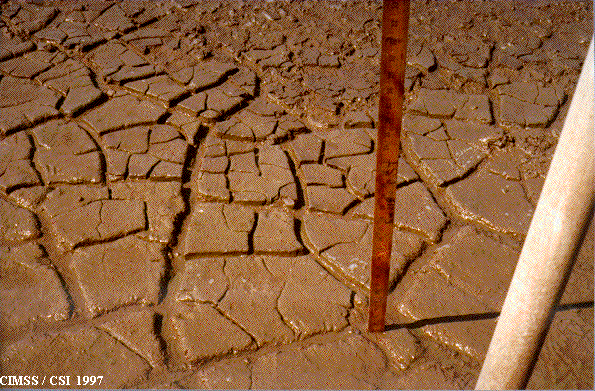 Mud Cracks - 9/16/97