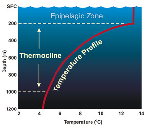 Typical seawater temperature profile with increasing depth